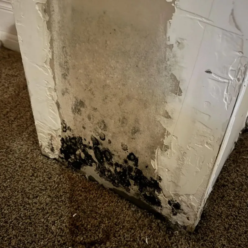 Professional Mold Removal in Bishop, TX